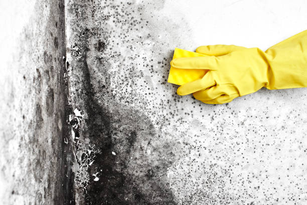 Best Emergency Mold Removal  in Penn State Erie, PA