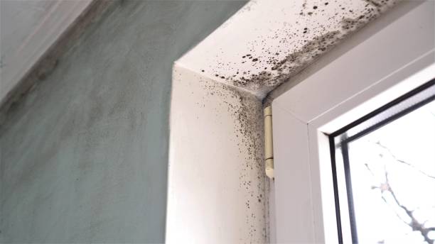 Best Mold Testing  in Penn State Erie, PA