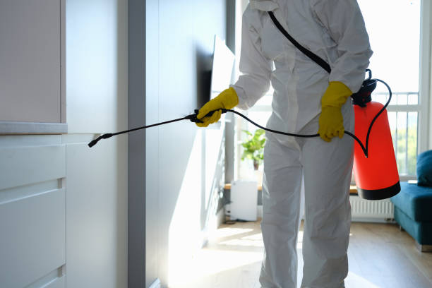 Best Black Mold Removal  in Penn State Erie, PA