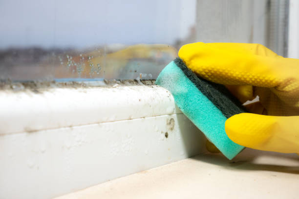 Mold Removal Process in Penn State Erie, PA