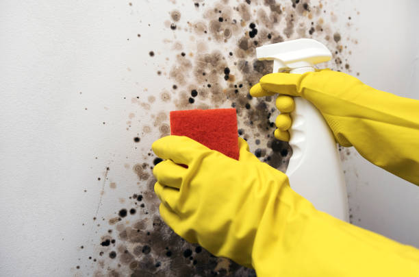 Best Commercial Mold Removal  in Penn State Erie, PA