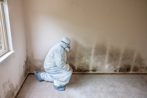 Best Residential Mold Removal  in Penn State Erie, PA