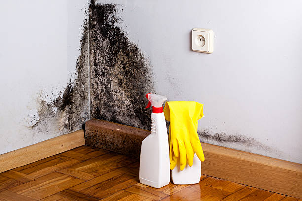 Best Black Mold Removal  in Penn State Erie, PA