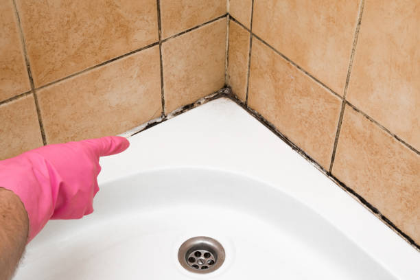 Best Commercial Mold Removal  in Penn State Erie, PA