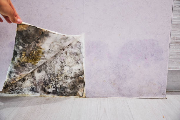 Best Mold Damage Repair  in Penn State Erie, PA